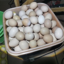农村纯粮食散养土鸡蛋