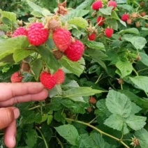 红树莓苗当年结果大苗