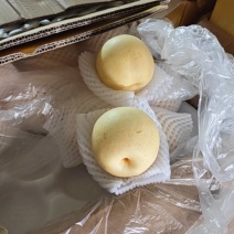 产地精品42型号皇冠梨，大量有货