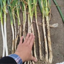 [牛]钢葱产地直供量大从优保质保量对接全国欢迎采购