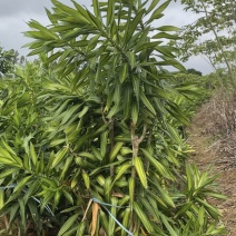 金心百合竹，大小规格都有，感兴趣的老板代价来咨询