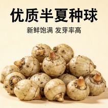 河北石家庄半夏种球优质种球