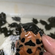 冷水甲鱼苗