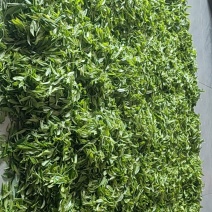 小本生意自家手工炒春茶欢迎大家来来采购
