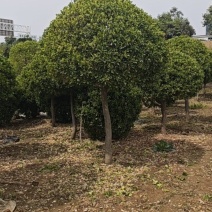 造型黄杨球产地直接发货，没有中间商，直接保证。