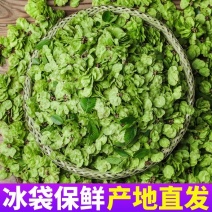 新鲜榆钱