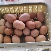 辽宁朝阳土鸡蛋