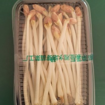 水培花生苗豌豆苗