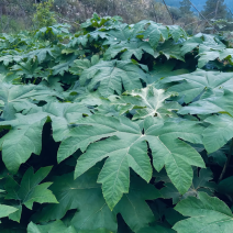 通草苗