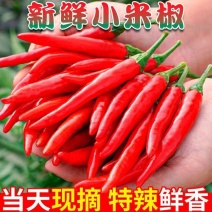 精品小米红尖椒今日特价品质好质量有保障需要的请联系