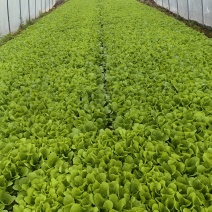 河南南阳小奶白菜，大奶白菜均有，优质货