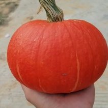 贝贝南瓜