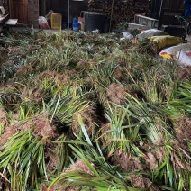 红心石菖蒲