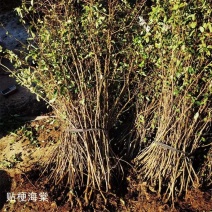 贴梗海棠花庭院阳台耐寒耐晒好养原生海棠苗绿植篱笆铁梗海棠