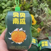 贝贝南瓜