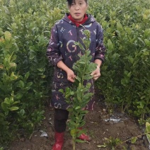 佛手两年苗，基地直销，决无中间商，根系发达，批发零售，