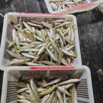 海捕，拖网沙尖鱼