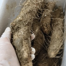 潮汕本地大条姜薯，爸妈自己种的姜薯，现挖，现发货，