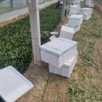[牛]山东大叶菠菜，小叶菠菜，产地一手货源价格实惠保质保量