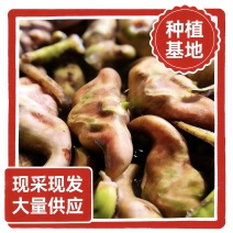 2026年，菱角，种植基地。当天采摘，果大，白净，量大。