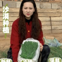 甘肃民勤沙葱