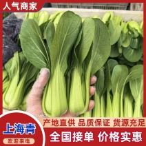 上海青/产区直发/货源充足/大量有货/欢迎选购