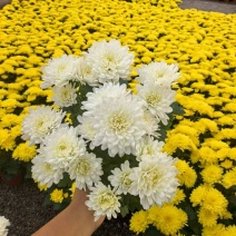 荷兰菊（黄、白）