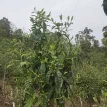 苦茶：甜茶：乔树