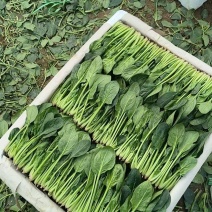 精品波菜
