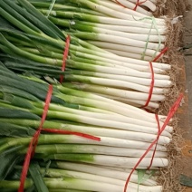 启东大葱