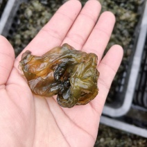 野生地木耳