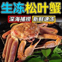 生冻松叶蟹长腿蟹大量现货供应，肉质饱满品质保证欢迎电联