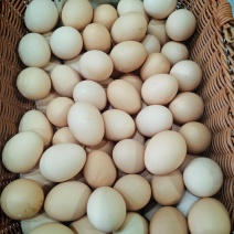 新鲜散养鸡蛋