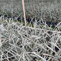 银边草
