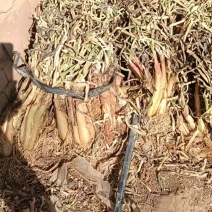 [牛]陕西精选红葱红葱产地直销价格便宜