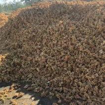 阿勒泰红皮甘草籽