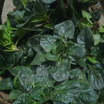河南驻马店趴地菠菜