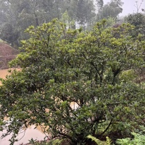 毛娟造型树
