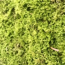 野采苔藓