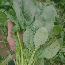 大叶菠菜