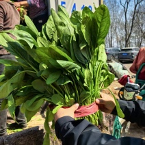 精品高杆菠菜牛舌头大叶面支持各种包装发往全国各地