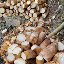 湖南春笋高山黄泥春笋基地直供量大从优欢迎联系订购