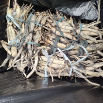精品荷花苗