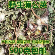野生蒲公英天然晒干切片泡茶特级新货蒲公英茶婆婆丁养生茶