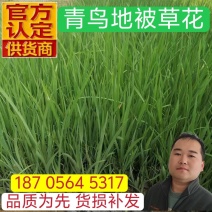 优质马蔺马兰杯苗产地直发自家基地保质保量发货