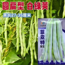 芸冠40芸豆种子春秋播耐热抗病豆角种籽肉厚嫩荚白绿色菜豆