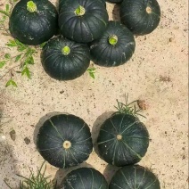 贝贝南瓜