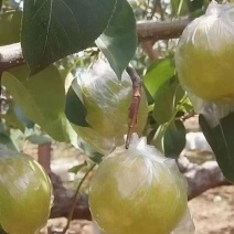 玉露香梨