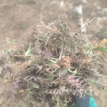 野生荠菜
