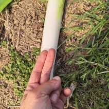 河南周口拇指钢葱，无花苞，可发挂车，量大从优